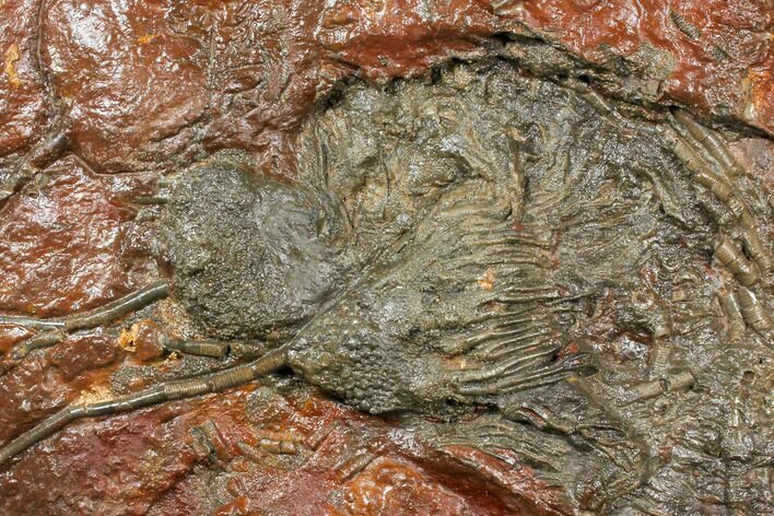 Silurian Fossil Crinoid (Scyphocrinites) Plate - Morocco #134255